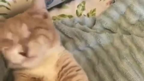 The cat is on the bed.