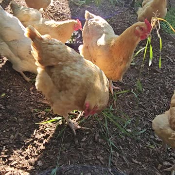 OMC! Chickens throwing grass! Take that stupid grass!