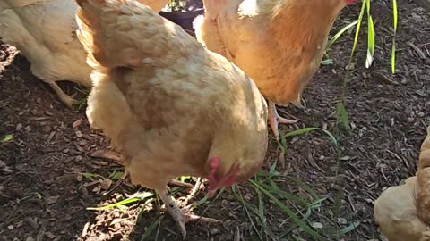 OMC! Chickens throwing grass! Take that stupid grass!
