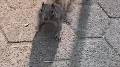 Man rescues stucked squirrel