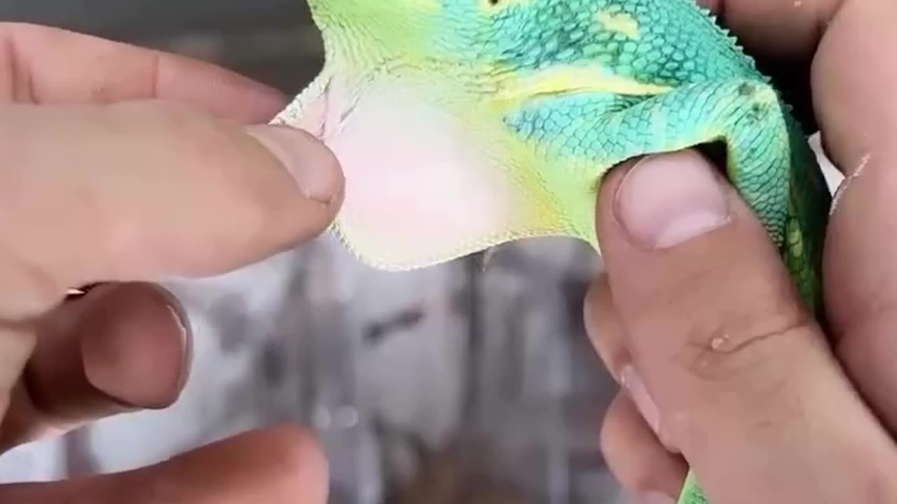 Throwing it back to a fun video I created showing off some of the dewlaps in my anole collection!