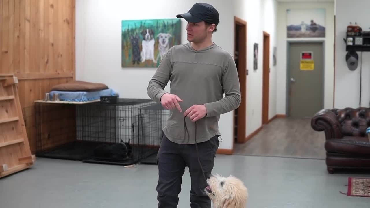 Train dog to walk beautiful on leash