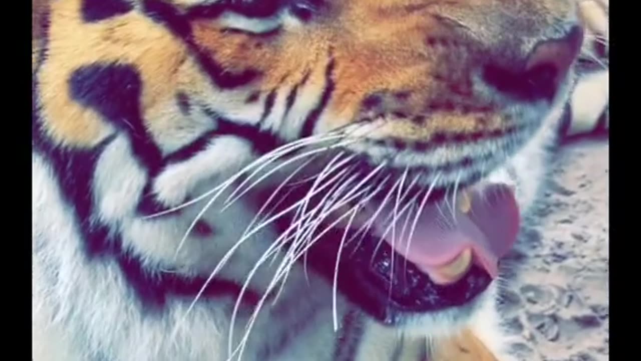 42_Big cat stinky faces! 😝