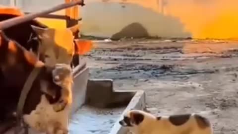 Dog funny video