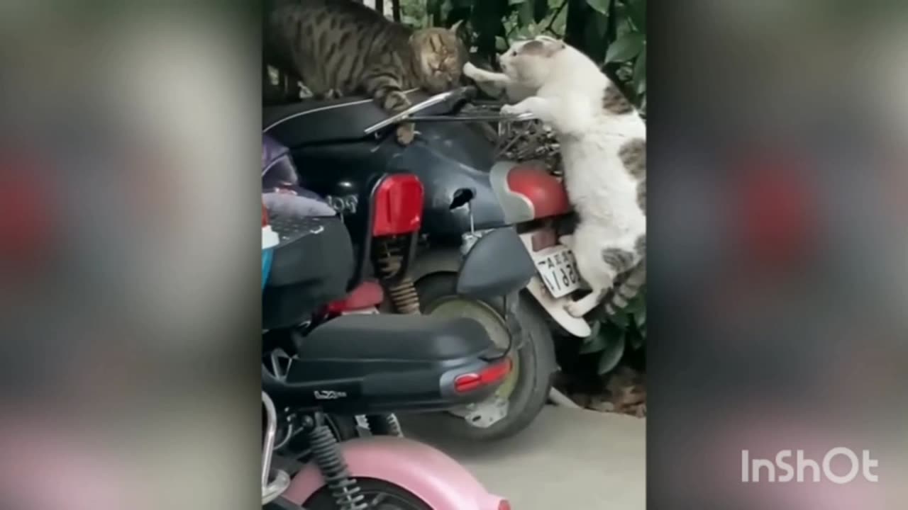 Dog's survival