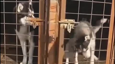 Prison break