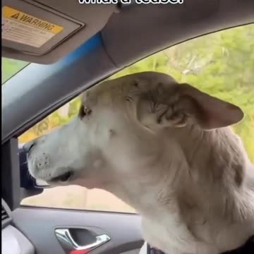 Waiting for his owner