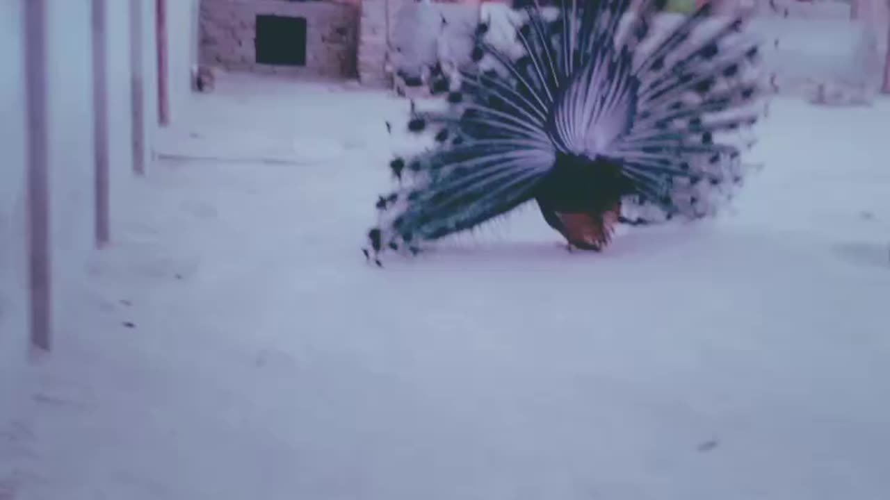 Peacock 😍 dance