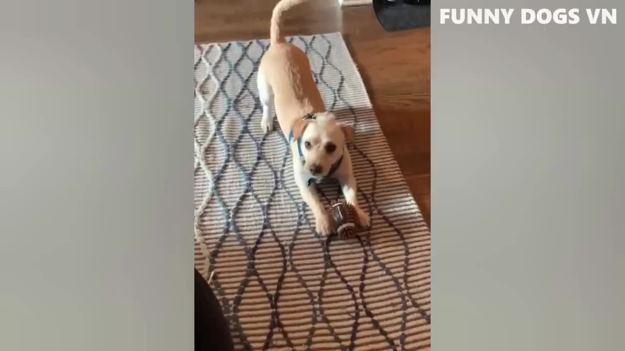 funniest animal videos 1