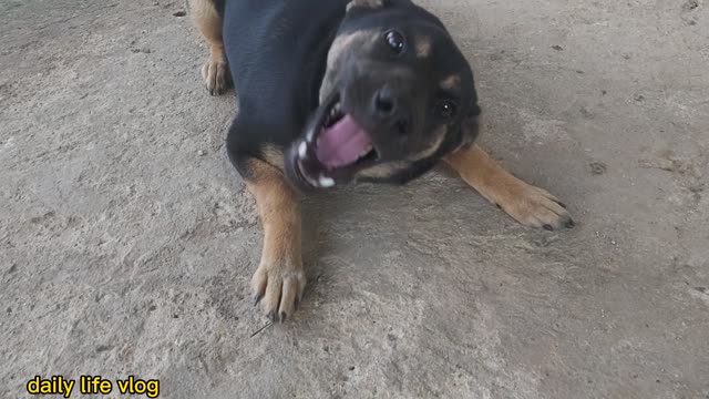 Mischievous dog and playfully playing with the inauguration