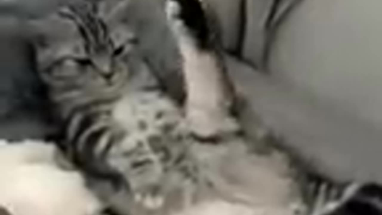 Funny animal