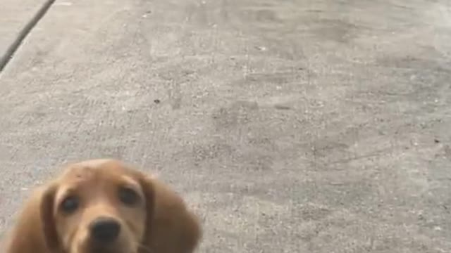 🐶can I come into the out now