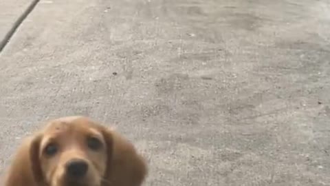 🐶can I come into the out now