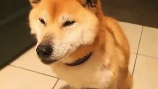 Animals never fail to make us laugh Super funny animal compilation