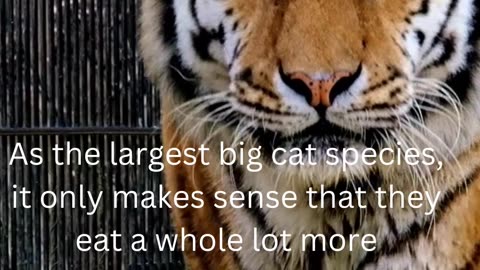 fact about tigers.......16/50