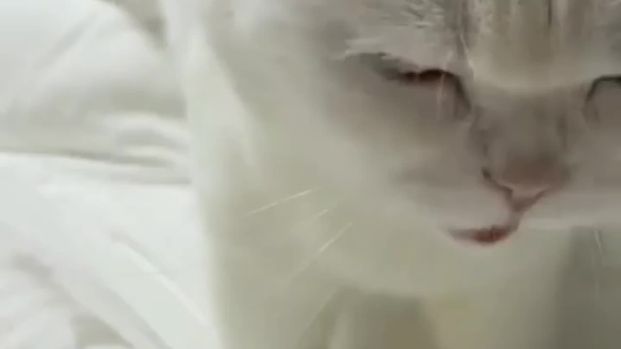 Cat funny video cute cat video funny video cat video funny pet