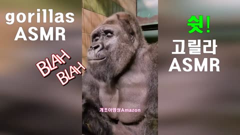 ASMR gorilla