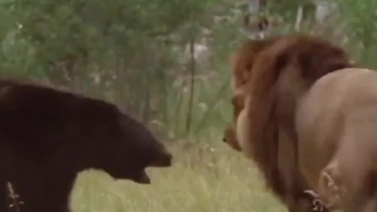 lion vs bear