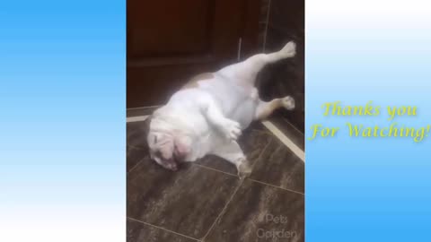 Funniest Animals - Best Of The Funny Animal Videos.. 🤣🐶