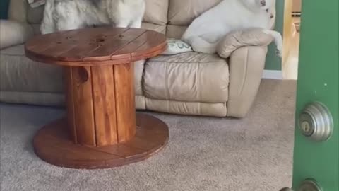 Surprised Dogs Look at Owner After They Stopped Howling Once She Opened Door