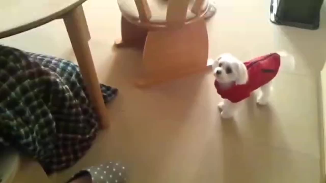 Cute, attractive, lovely dog