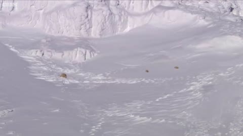 Polar Bear Cubs Taking Their First Steps _ Planet Earth _ BBC Earth