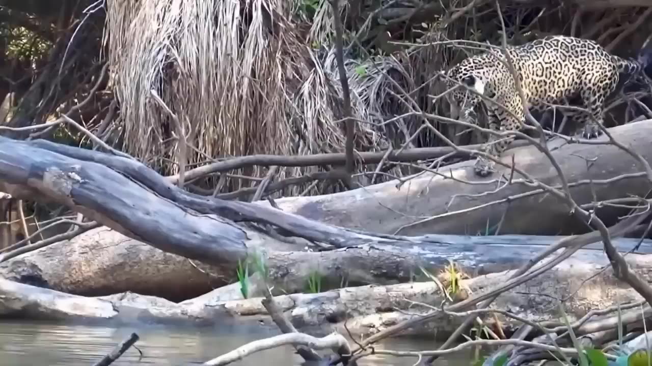 Brave Gemsbok Take Down LIONS With Their Horns To Save Baby Gemsbok Escape - Snake vs Lizard