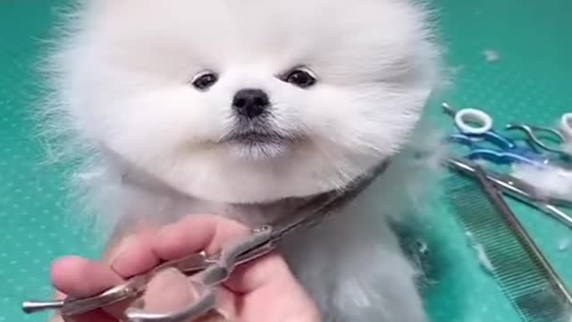 cute _ funny dog _ funny dog