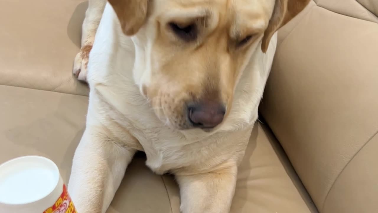 Cute dog video | Funny Dog