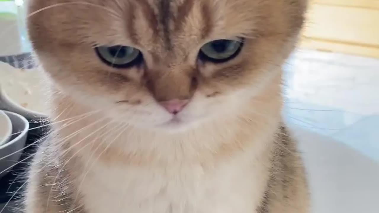 Funny cat 😺🐈🐈😺 video