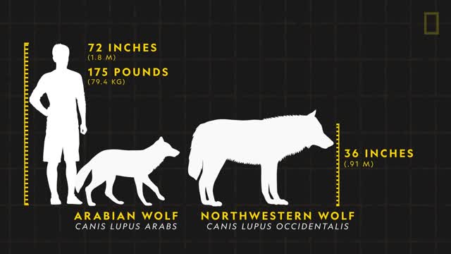 Wolves 101 | Nat Geo Wild