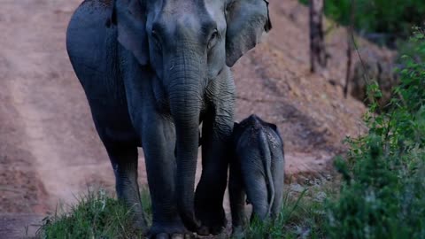 Wild Thai Elephant​ between way to work เจอช้างระหว่างขี่รถไปทำงาน