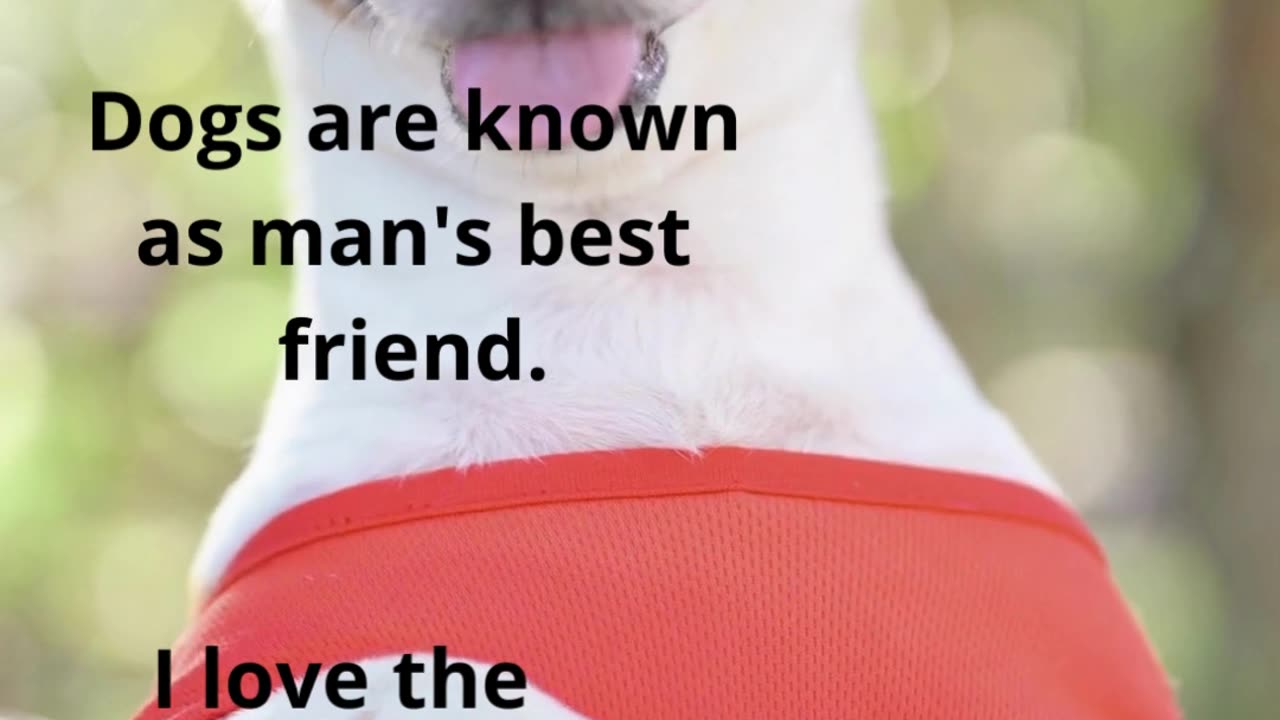 Get ready to fall in love: Cute and Funny Dogs