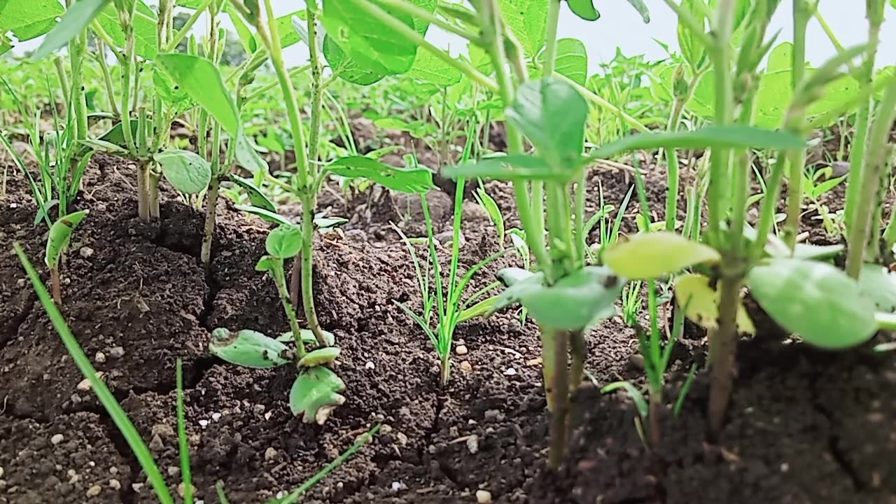 tree plantation