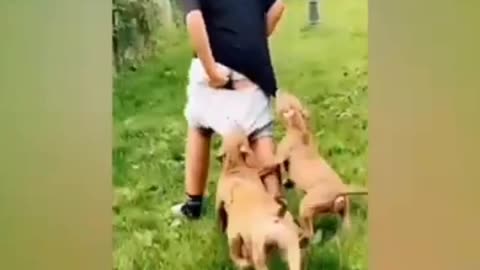 New funny dog's 🐶