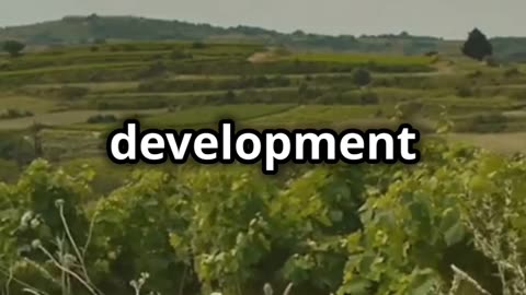 G’day, Wine Lovers! Discover the Wild World of Australian Wines