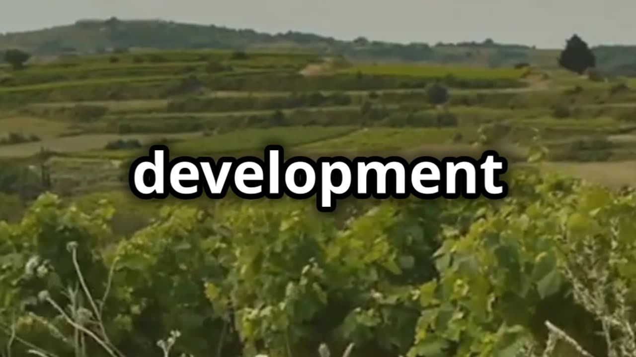 G’day, Wine Lovers! Discover the Wild World of Australian Wines