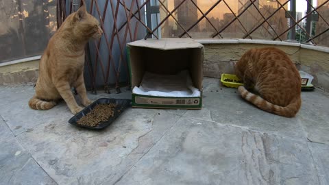 Homeless cats in Ras Al Khaimah, UAE: ED SHEERAN & CHRIS MARTIN #cat #cats #EdSheeran #ChrisMartin