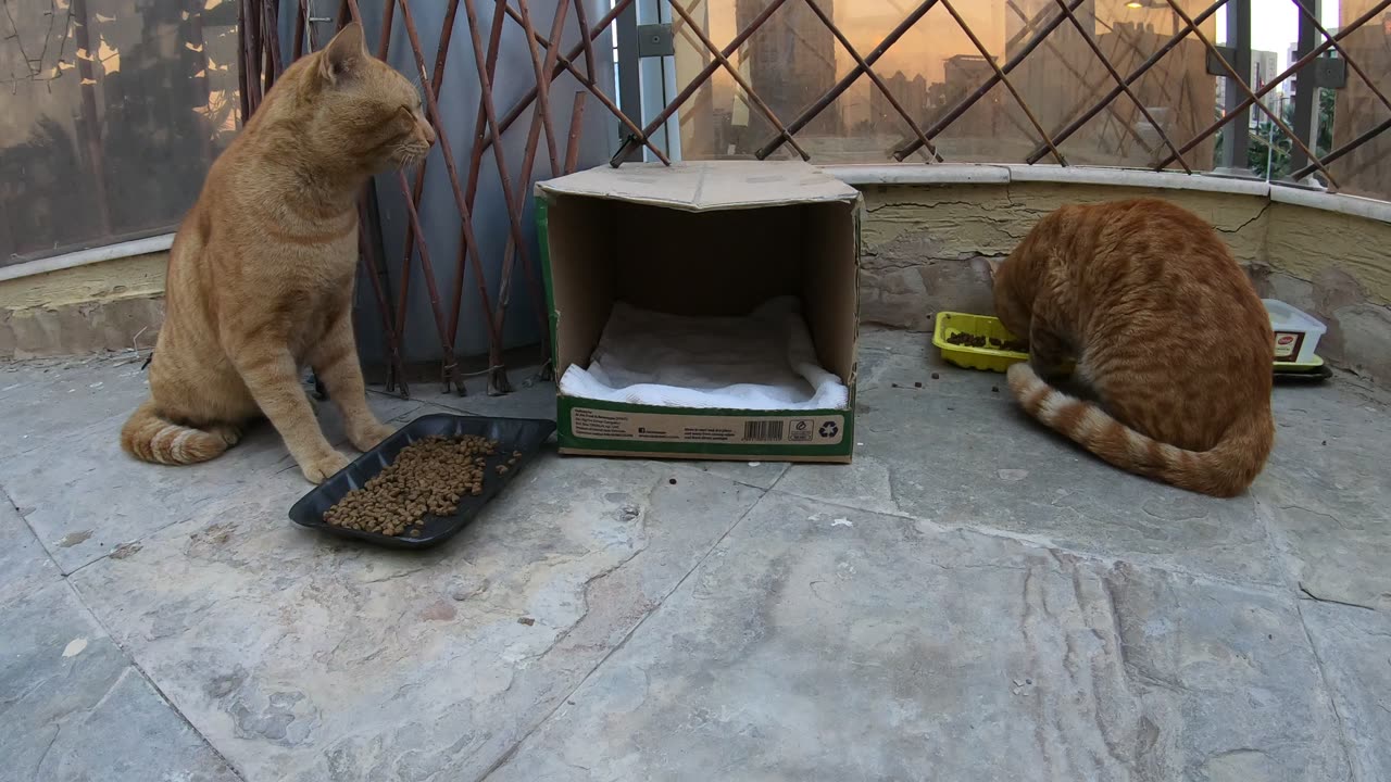 Homeless cats in Ras Al Khaimah, UAE: ED SHEERAN & CHRIS MARTIN #cat #cats #EdSheeran #ChrisMartin