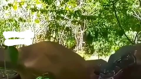 Wildlife