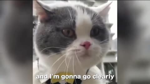 Funny animal videos 2023 - Funny cats/dogs - Funny animals Part71/Haypyy Pett
