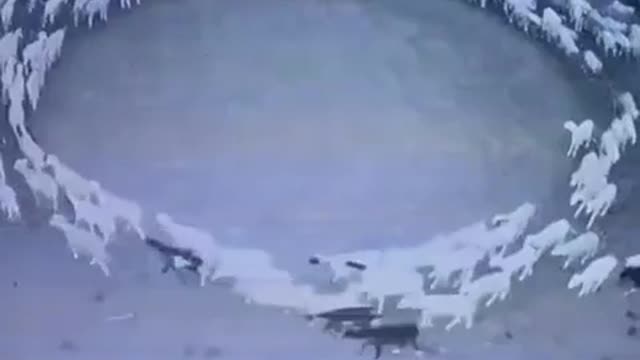 Sheep walking in a circle for ten days