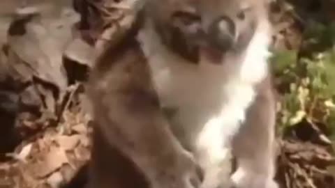 Funny animal