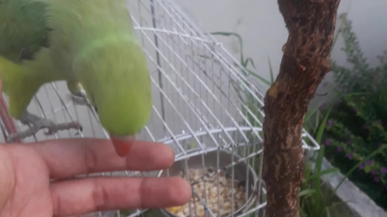 Green ringneck parrot 🦜🦜