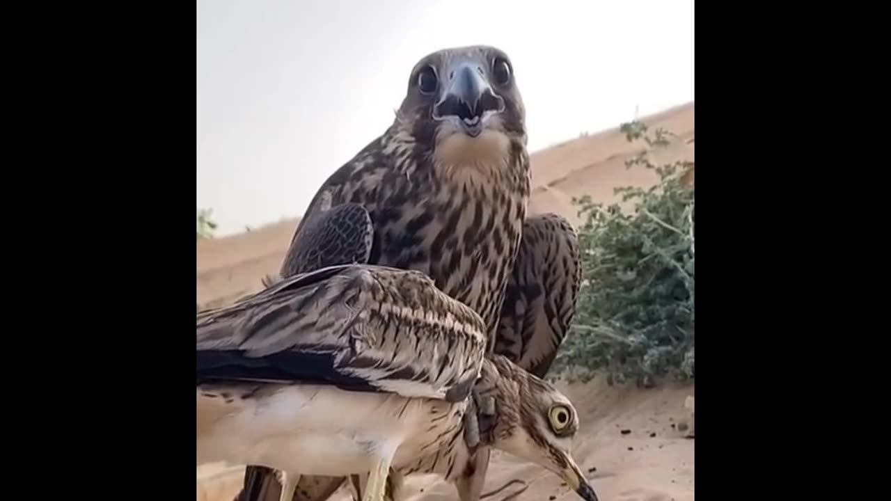 Eagle Hunts birds🦴💪😳