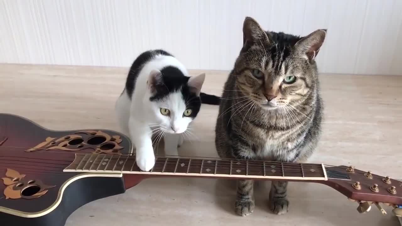 EPIC : 2 cats play the guitar