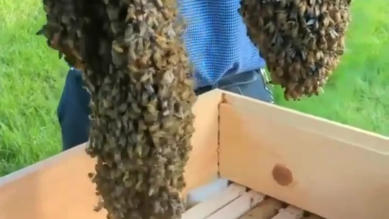 A cluster of bees