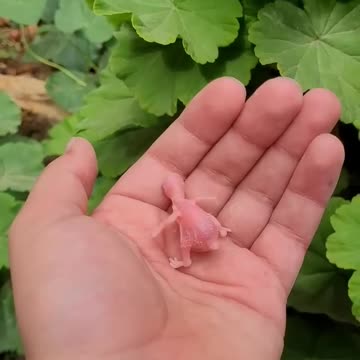 1 Day and 25 Days Old Baby Bird || growth 💹 video.