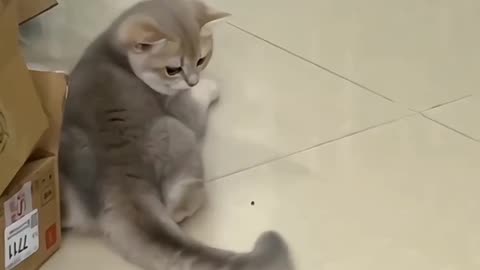 Funny cats,comment, viral, America, England, comedy, funny