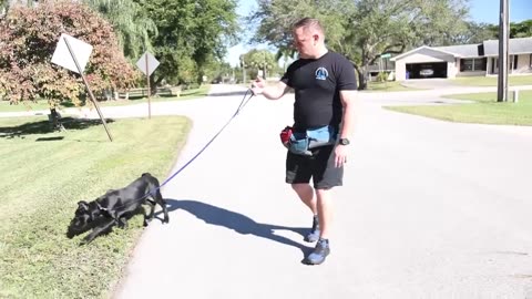 TRAIN ANY PUPPY TO WALK & HEEL NEXT TO YOU!